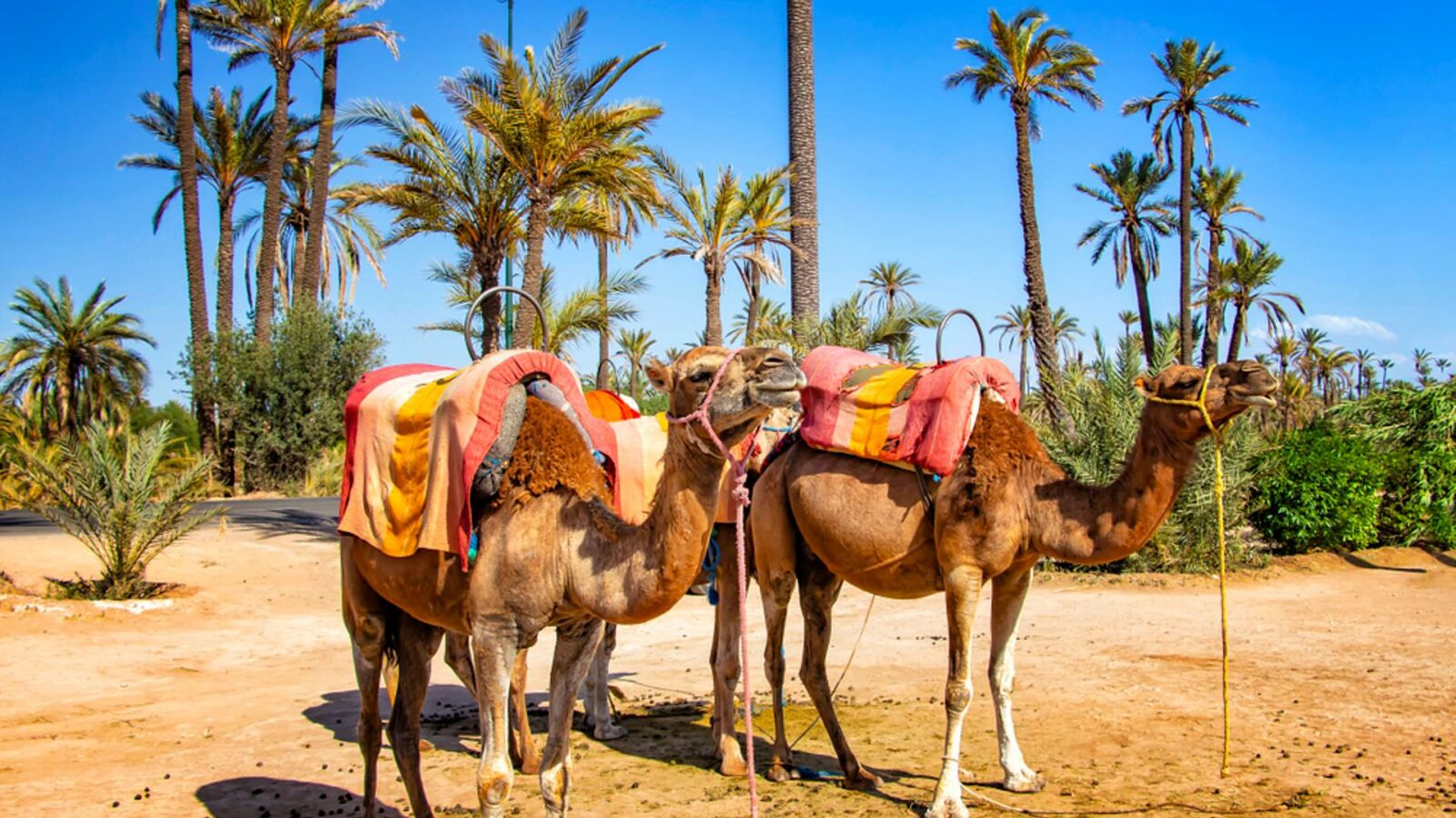 TOUR EN DROMADAIRES Voyage Desert Maroc