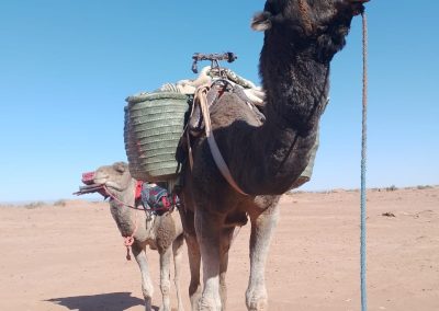 Trek Desert Mhamid 4 Jours